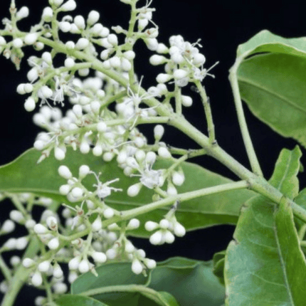 AromaWorks Light Range- Amyris & Orange Candle 30cl Medium