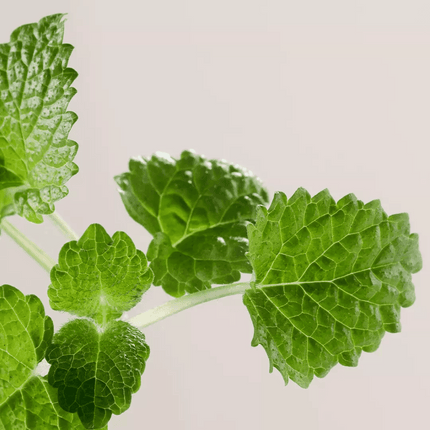 Payot Pate Grise Rebalancing Purifying Mask