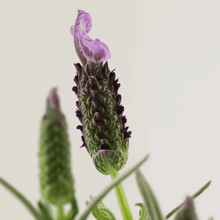 Payot N°2 Soothing Aromatic Balm 30ml