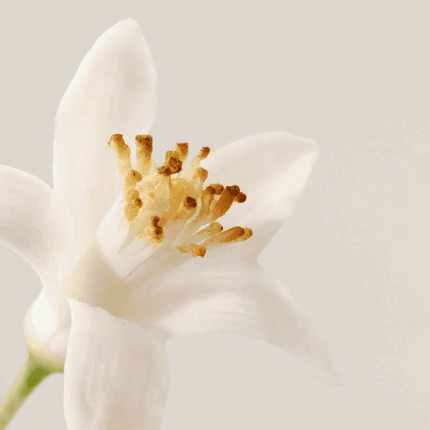 Payot Nue Tonic Radiance Lotion 400ml - Special Edition