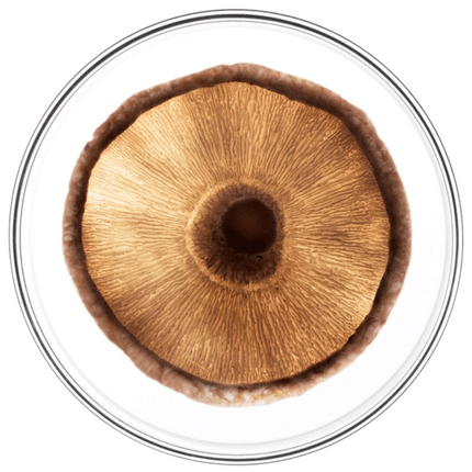 Phyto Phytocyane - Men Anti-Hair Loss Treatment 12 x 3,5ml